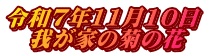 令和7年11月10日 　我が家の菊の花