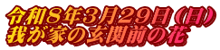 令和8年3月29日（日） 我が家の玄関前の花